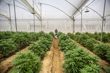 growcast_cannabis